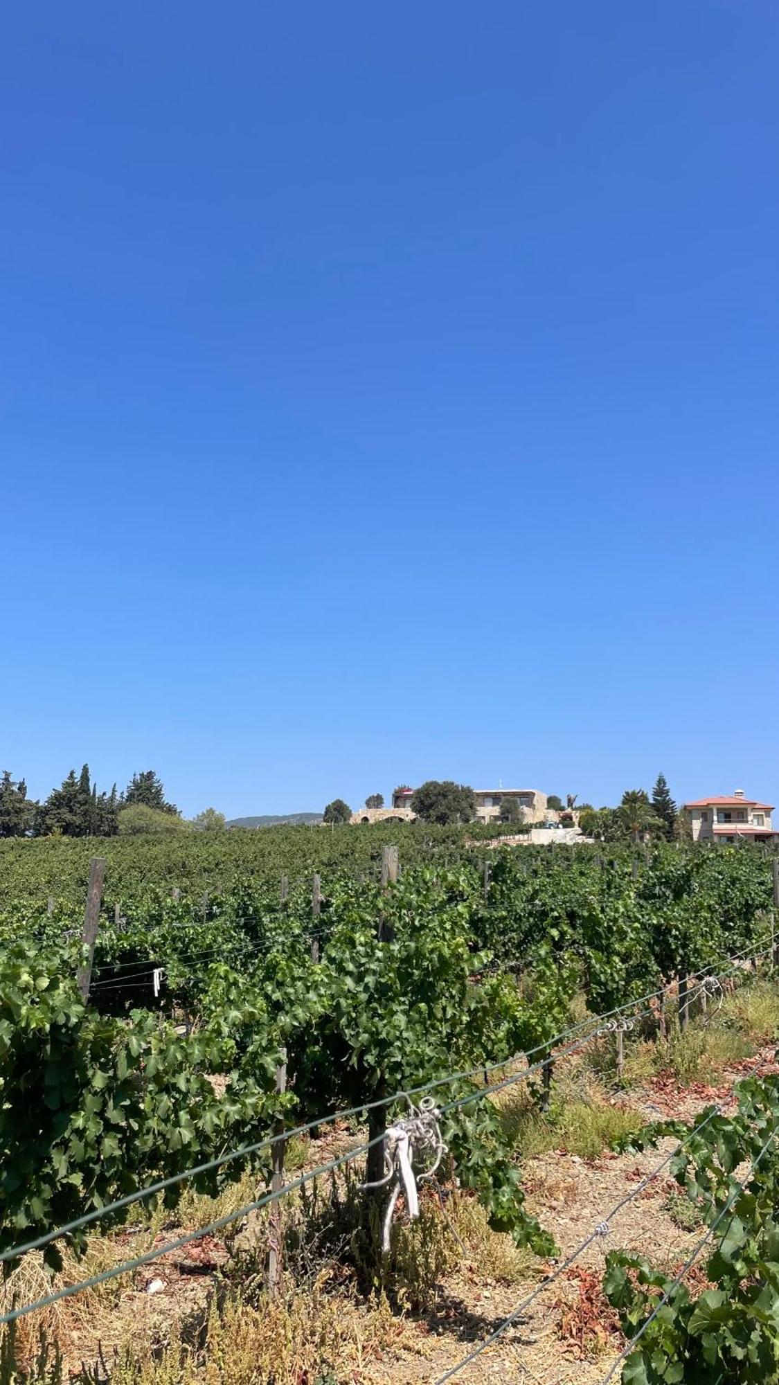 Datca Vineyard Guesthouse Eksteriør billede